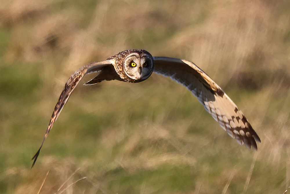 Short-eared owl